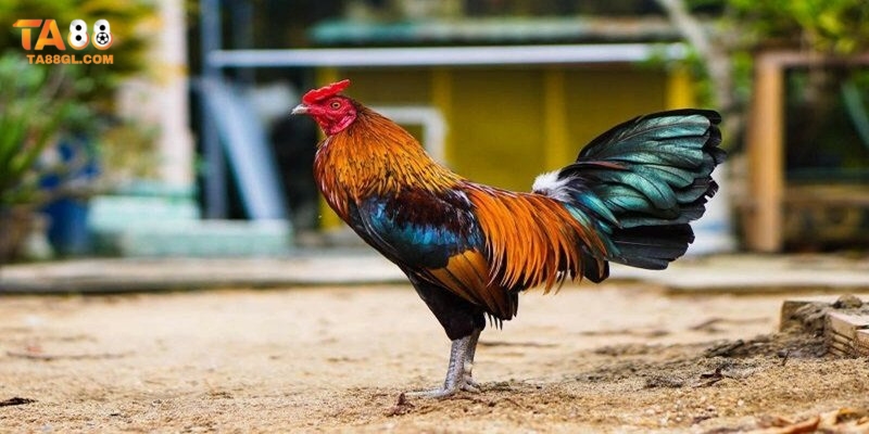 Đá gà Ta88 Đá gà Ta88 mới nhất 2024